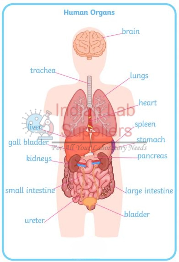 Human Body Organ Chart